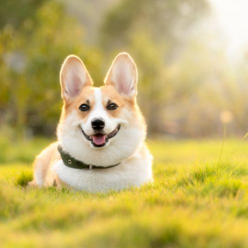 Paws Welcome: Renting with Pets in Budapest