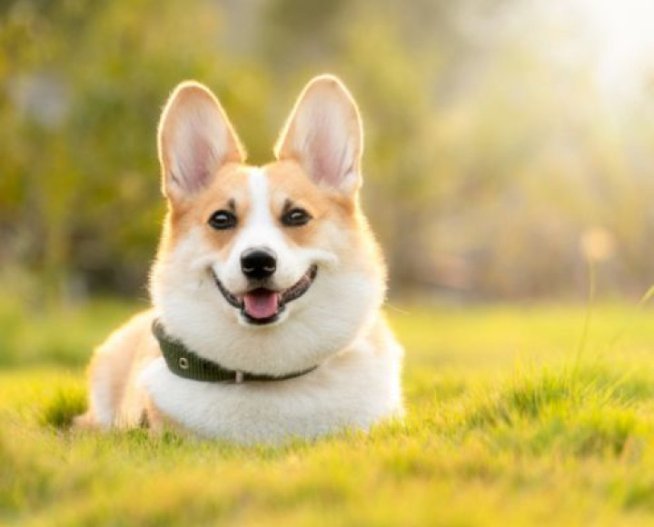 Paws Welcome: Renting with Pets in Budapest